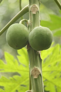 鮮木瓜 從入口健康到功能多元的食物之選
